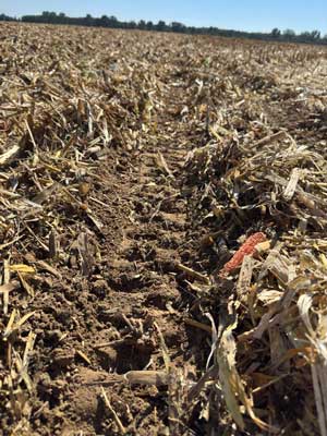 No-till vetés Precision Planting technológiával