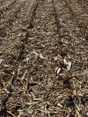 No-till vetés Precision Planting technológiával